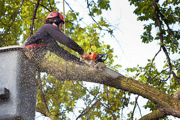 Leaf Removal in Scott City, KS